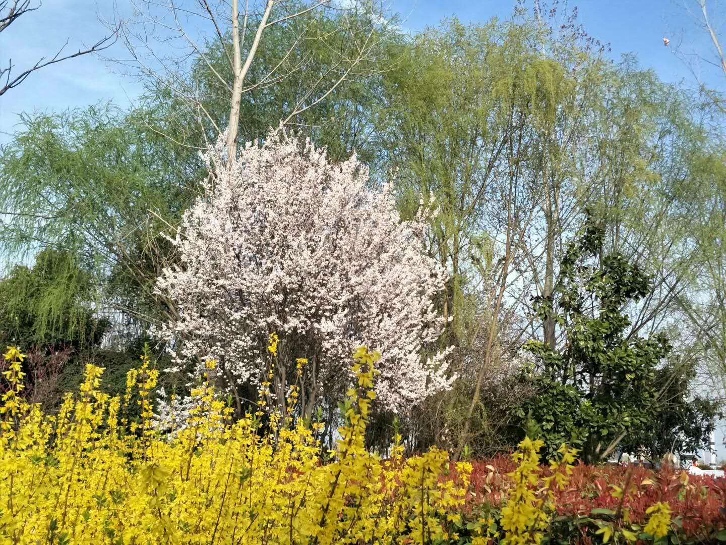 春天里，我們一起來看花