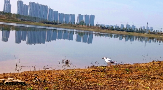 打造水生態(tài)城市，讓周口更宜居