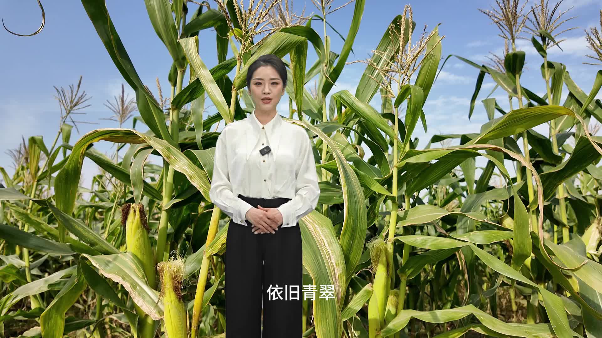 每年可以種三季，冬天成熟的玉米你見過嗎？