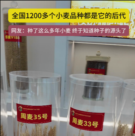 周口國(guó)家農(nóng)高區(qū)展示的種子資源，全國(guó)1200多個(gè)小麥品種都是它的后代!