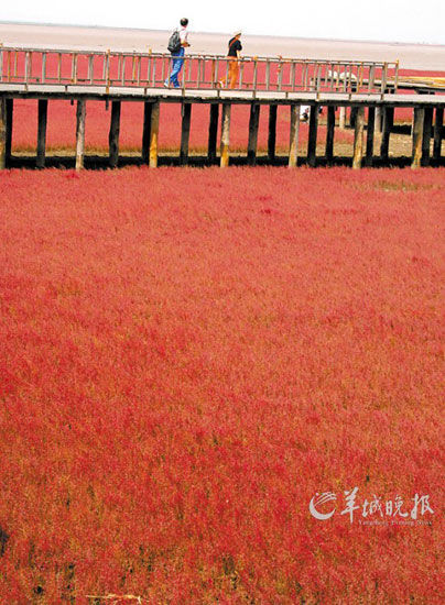 遼寧盤錦紅海灘，面積達9萬畝