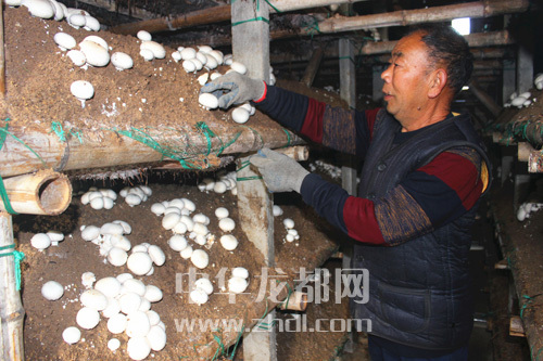 周口項城：食用菌種植基地內(nèi)，工人正在查看雙孢菇長勢
