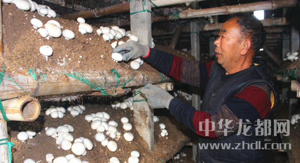 周口項城：食用菌種植基地內(nèi)，工人正在查看雙孢菇長勢